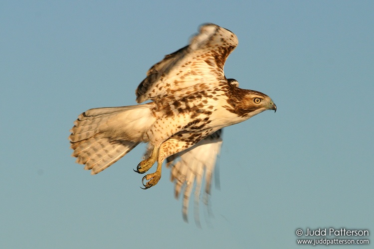 Red-tailed Hawk, Kansas, United States