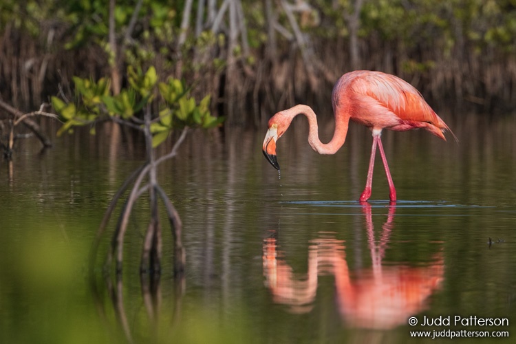 American Flamingo, Big Torch Key, Florida, United States