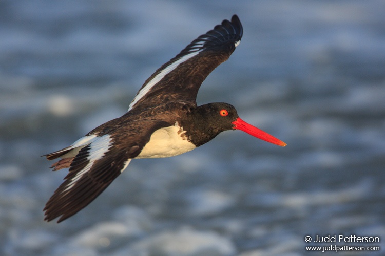 American Oystercatcher, Nickerson Beach, New York, United States