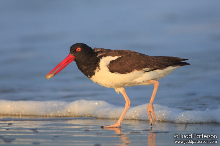 American Oystercatcher, Nickerson Beach, New York, United States