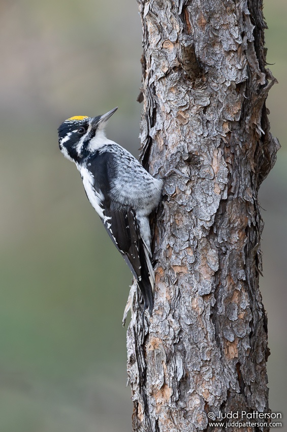 , Lory State Park, Larimer County, Colorado, United States