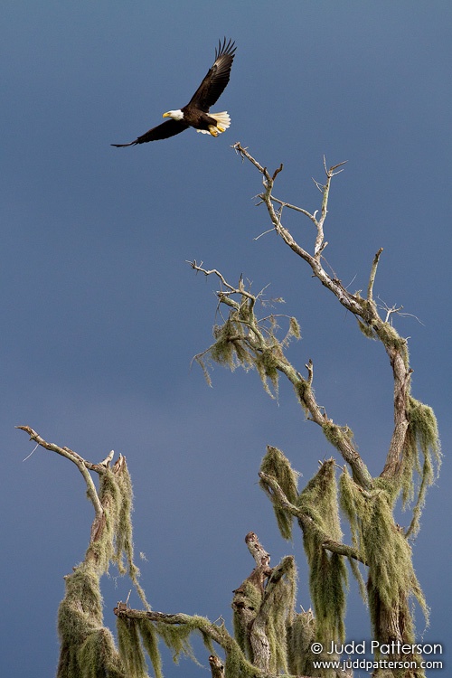 Bald Eagle, Joe Overstreet Road, Florida, United States