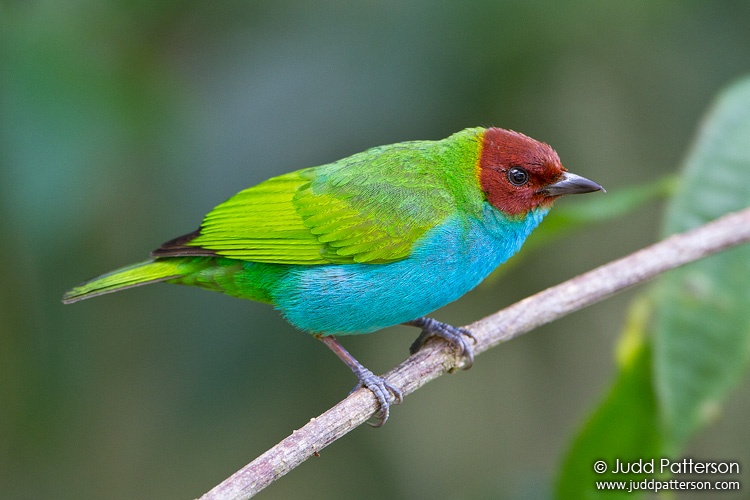 Bay-headed Tanager, Cerro Azul, Panama