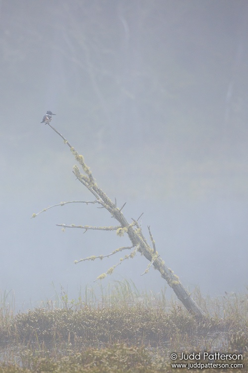 Belted Kingfisher, Railroad Rd, Maine, United States