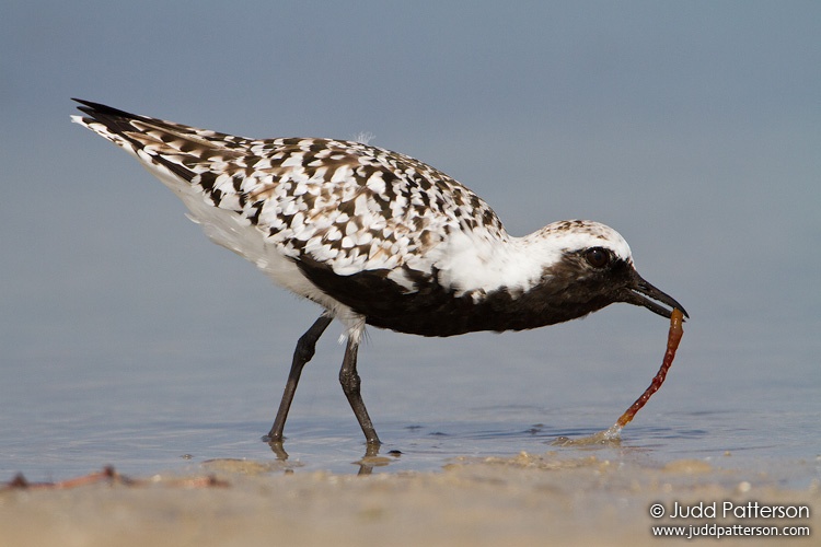 Black-bellied Plover, Fort De Soto Park, Florida, United States