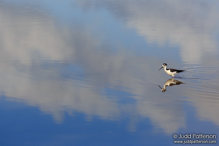 Black-necked Stilt, Everglades National Park, Florida, United States