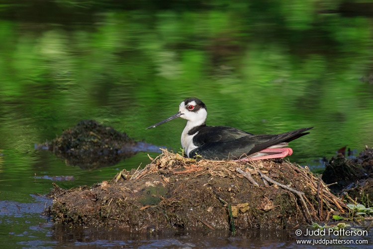 Black-necked Stilt, Wakodahatchee Wetlands, Florida, United States