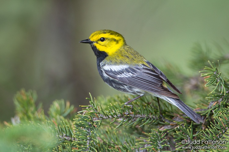Black-throated Green Warbler, Maine, United States
