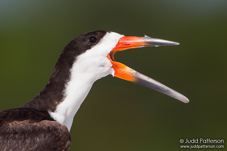 Black Skimmer, Tigertail Beach, Florida, United States