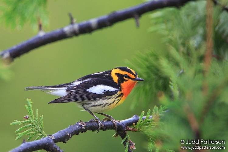 Blackburnian Warbler, Maine, United States