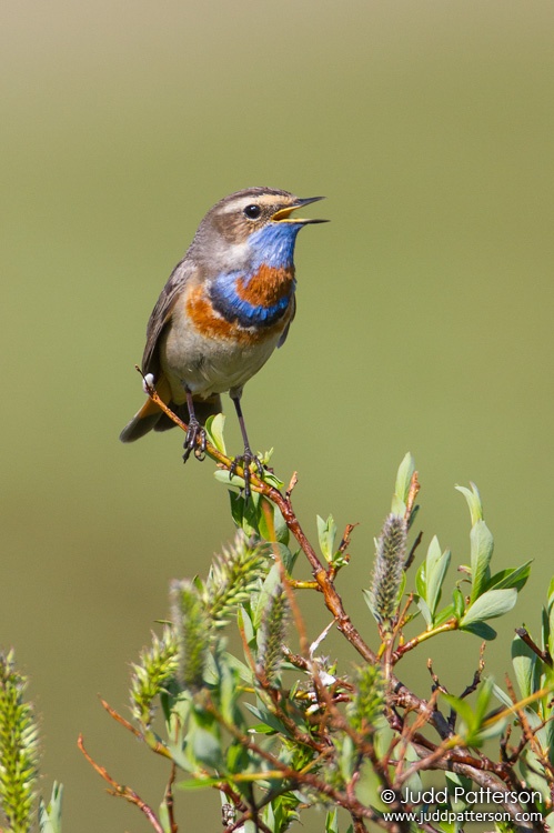 Bluethroat, Seward Peninsula, Nome, Alaska, United States