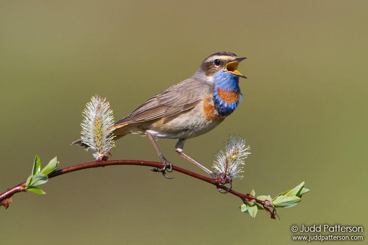 Bluethroat, Seward Peninsula, Nome, Alaska, United States