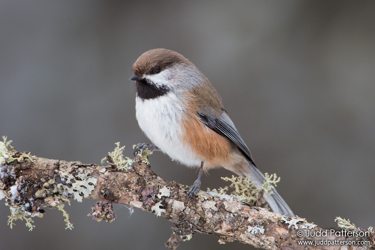 Boreal Chickadee, Sax-Zim Bog, Minnesota, United States