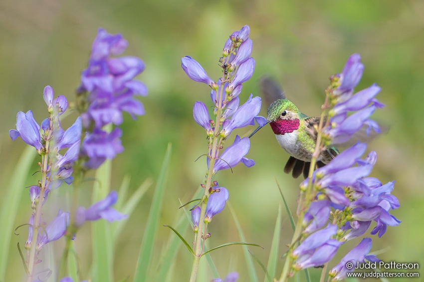 , Medicine Bow-Routt National Forest, Wyoming, United States