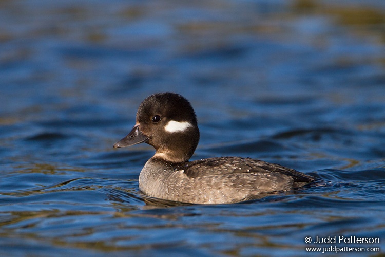 Bufflehead, Malibu Lagoon, California, United States