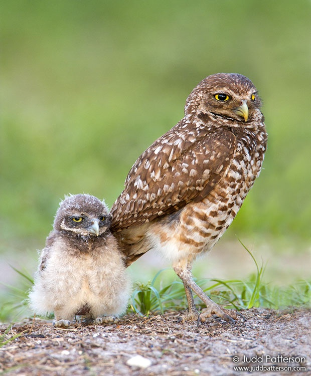 Burrowing Owl, Florida, United States