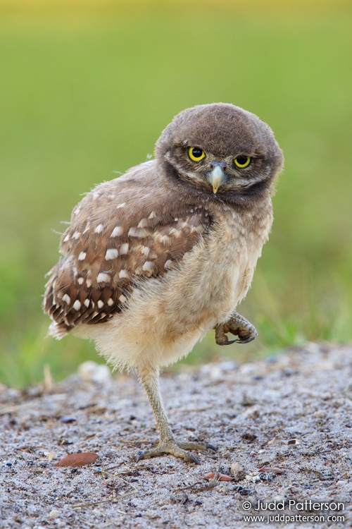 Burrowing Owl, Florida, United States