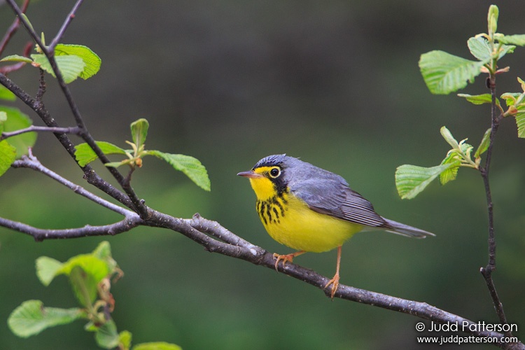 Canada Warbler, Maine, United States