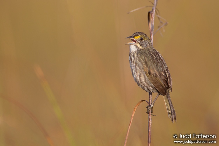 Seaside Sparrow, Everglades National Park, Florida, United States