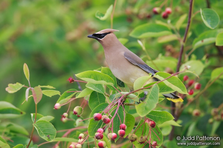 Cedar Waxwing, New York, United States