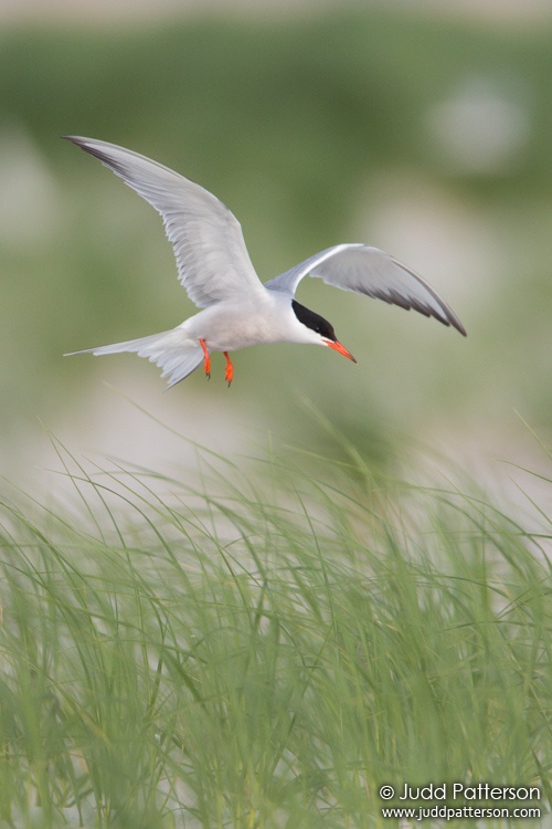 Common Tern, Nickerson Beach, New York, United States
