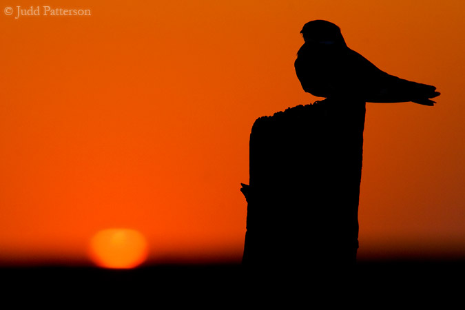 The Nighthawk Waits, Kansas, United States