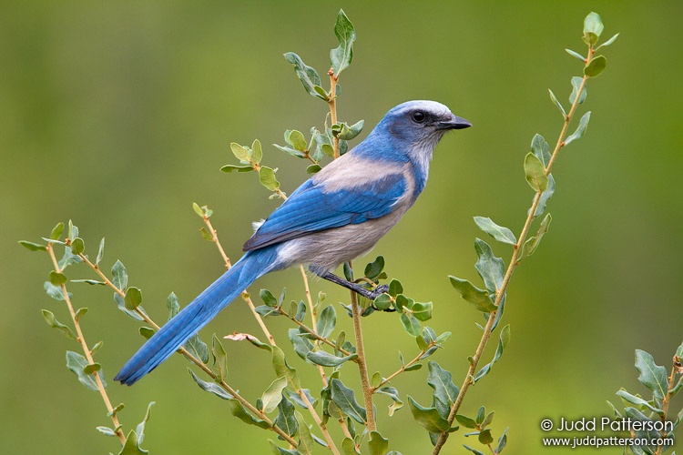 Florida Scrub-Jay, Florida, United States