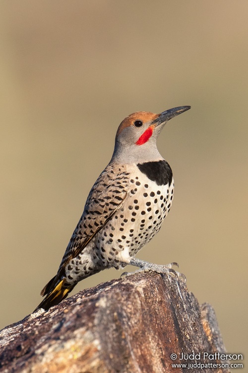 Gilded Flicker, South Mountain Park, Arizona, United States