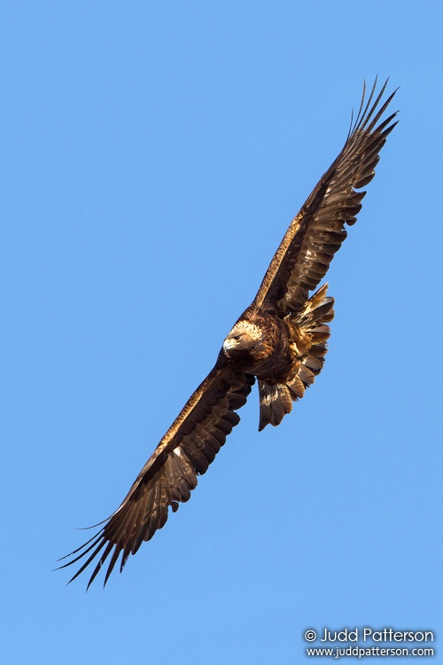 Golden Eagle, Colorado, United States