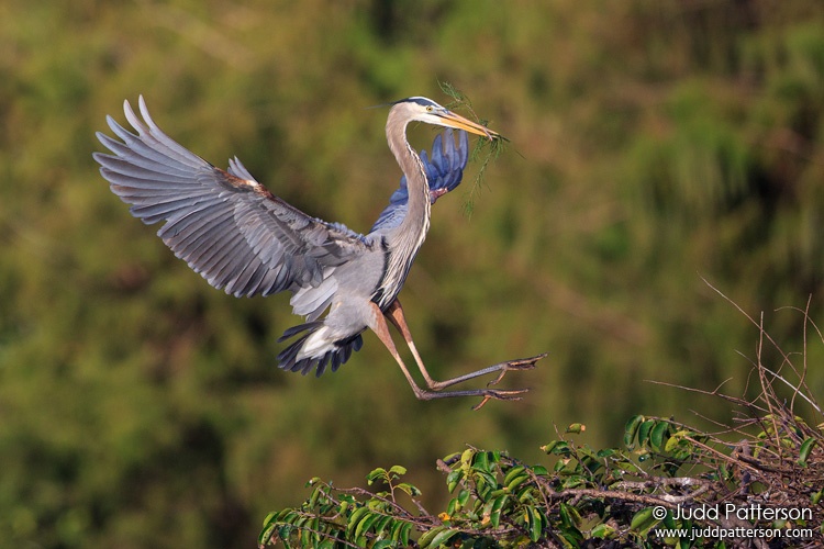 Great Blue Heron, Wakodahatchee Wetlands, Florida, United States