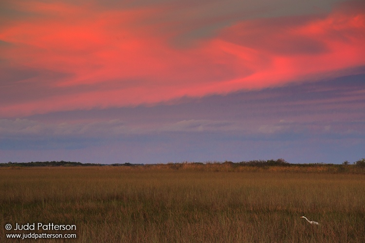 Great Egret, Everglades National Park, Florida, United States