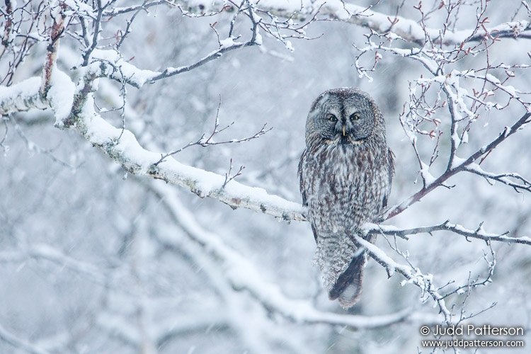 Great Gray Owl, Minnesota, United States