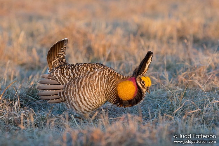 Greater Prairie-Chicken, Kansas, United States