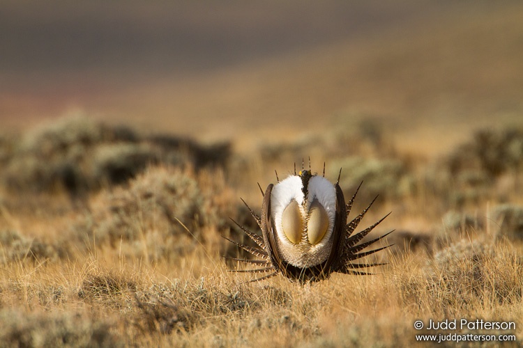 Greater Sage-Grouse, Delaney Butte Lakes, Colorado, United States