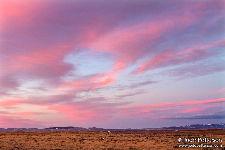 Greater Sage-Grouse, Delaney Butte Lakes, Colorado, United States