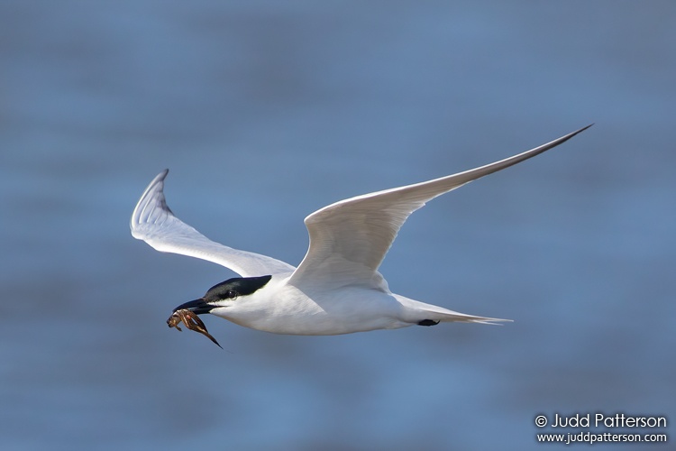 Gull-billed Tern, Bald Point State Park, Florida, United States