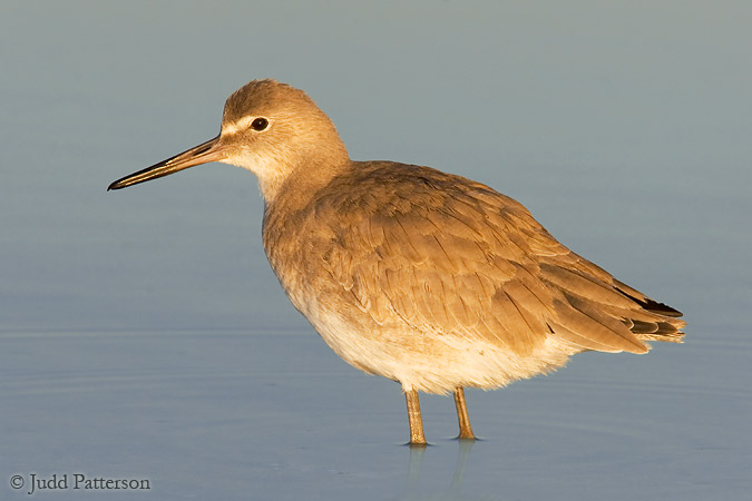 Willet, Fort De Soto Park, Florida, United States