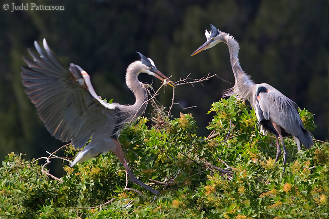 Nesting Season, Venice Rookery, Venice, Florida, United States