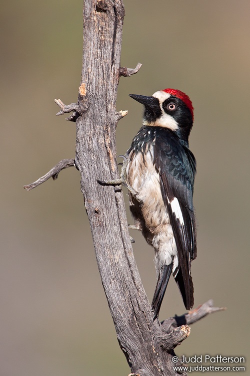 Acorn Woodpecker, Madera Canyon, Arizona, United States