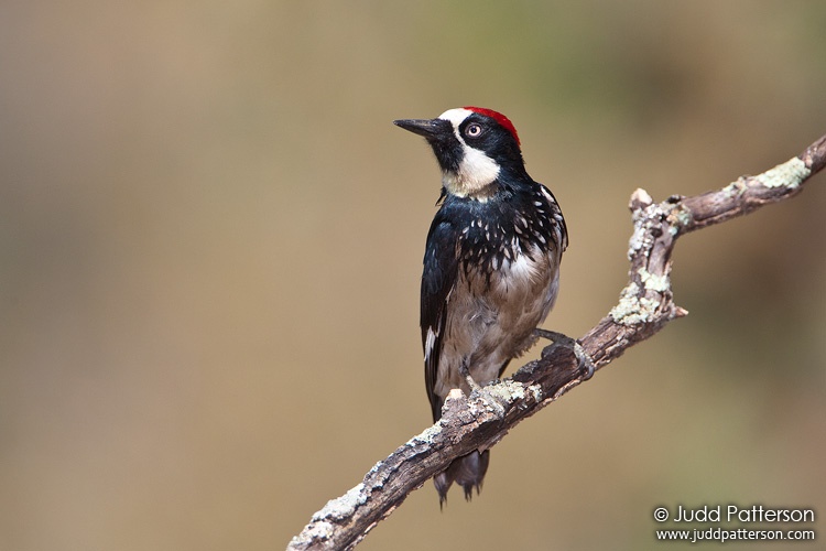 Acorn Woodpecker, Madera Canyon, Arizona, United States