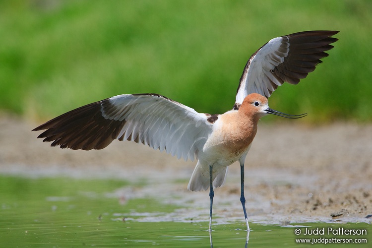 American Avocet, Farmington Bay WMA, Utah, United States