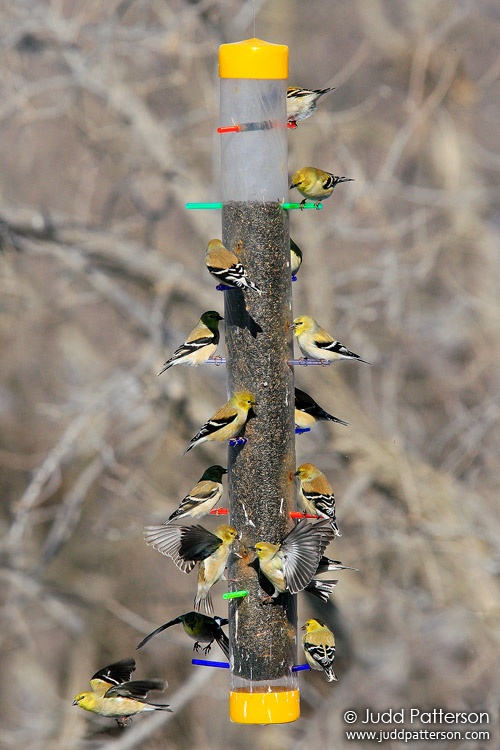 American Goldfinch, Kansas, United States