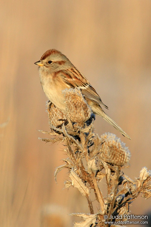 American Tree Sparrow, Kansas, United States