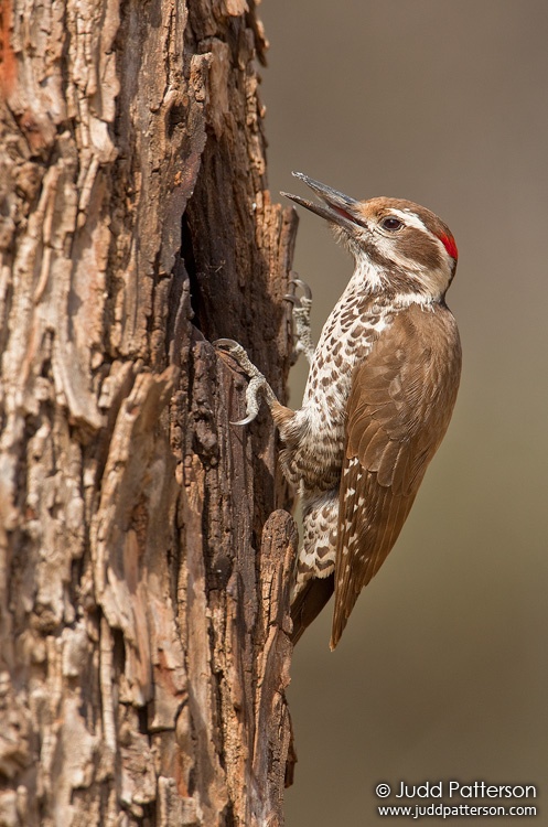Arizona Woodpecker, Madera Canyon, Arizona, United States