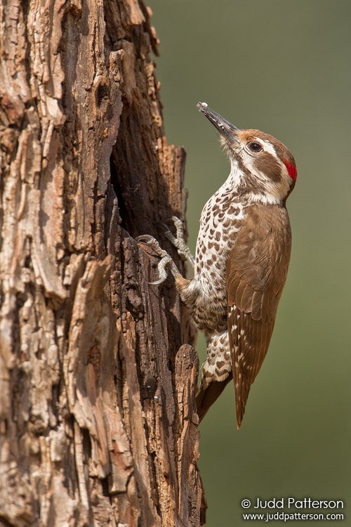 Arizona Woodpecker, Madera Canyon, Arizona, United States