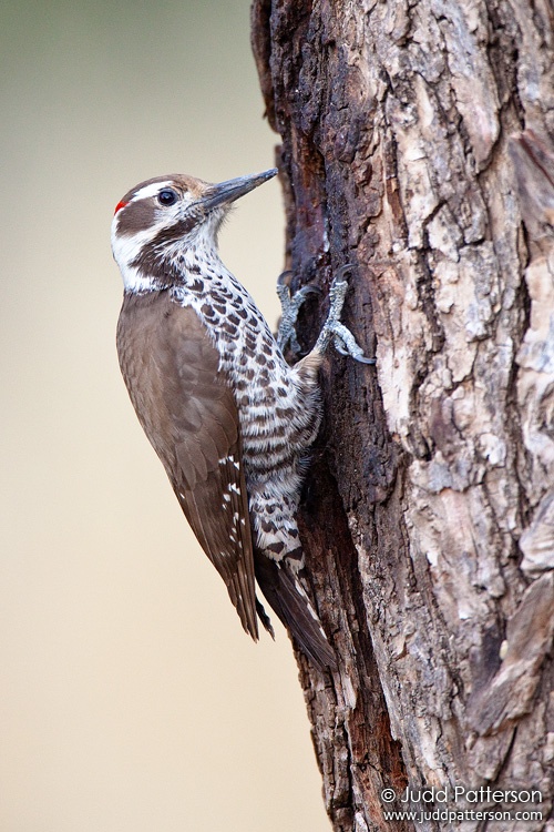 Arizona Woodpecker, Madera Canyon, Arizona, United States