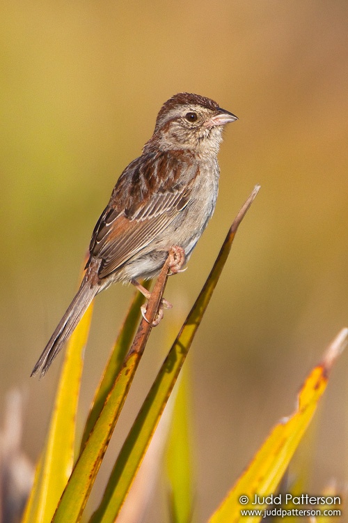 Bachman's Sparrow, Kissimmee Prairie Preserve State Park, Florida, United States