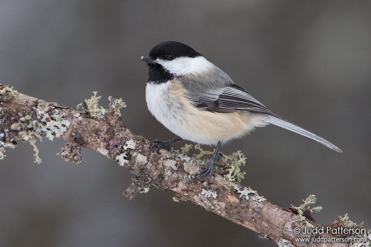 Black-capped Chickadee, Sax-Zim Bog, Minnesota, United States