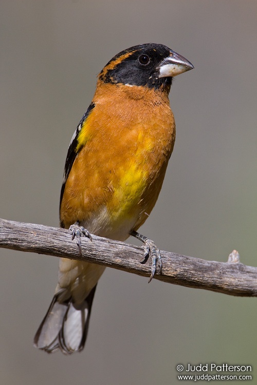 Black-headed Grosbeak, Madera Canyon, Arizona, United States