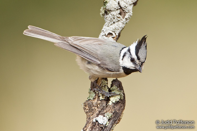 Bridled Titmouse, Madera Canyon, Arizona, United States